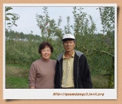 예천사과 대만 수출 본격화 - 마을이야기 -예천군 금당실마을 금당실정보화마을,예천군 금당실정보화마을