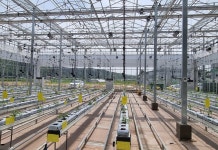 영덕뉴스 영덕군농업기술센터, 스마트팜 미니수박 수직재배 추진