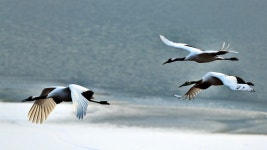 한식 목록 - 문화관광 한식