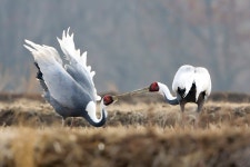 한식 목록 - 문화관광 한식