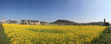 우리마을소식>법성면>읍면소개>영광소개>영광군청 법성포 뉴타운 유채꽃 잔치에 여러분을 초대합니다.