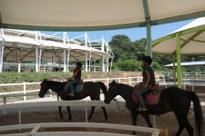 승마장 갤러리>영광승마장>안전생활>영광군청 [승마교육] 2018년 7월 홍농서초등학교 승마수업