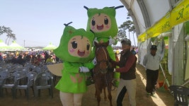 승마장 갤러리>영광승마장>안전생활>영광군청 [승마장보도] 4월 28일(금) 영광찰보리 문화축제 마필지원