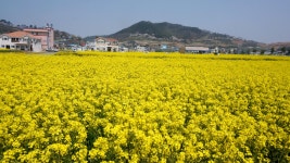 보도자료>군정소식>열린군정>영광군청 법성포 뉴타운 유채꽃 만개