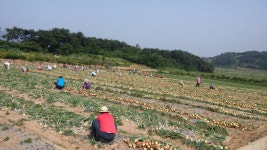 보도자료>군정소식>열린군정>영광군청 묘량면, 농촌 일손돕기로 농가에 희망 전달