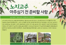 농업기술>농업기술정보>농업기술센터 노지고추 아주심기 전 준비할 사항
