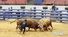 코로나19 여파로 잠정중단된 청도소싸움경기 22일부터 재개