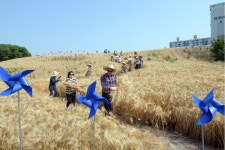 보리수확 체험행사 상세보기 | 구정홍보관