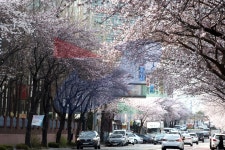 원인재로 벚꽃로 상세보기 | 사진으로 보는 연수 | 구정홍보관