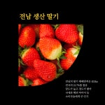 지역특화작목 딸기 미국, 태국 수출 - 농업기술센터 지역특화작목 딸기 미국, 태국 수출