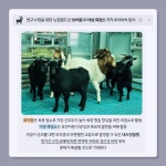 우량 씨염소 입식 흑염소 산업화 박차 - 농업기술센터 우량 씨염소 입식 흑염소 산업화 박차