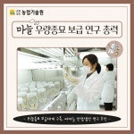 마늘 우량종묘 보급 연구 총력 - 농업기술센터 마늘 우량종묘 보급 연구 총력
