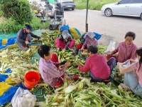 여수시, 찰옥수수 ‘얼룩찰1호’ 2기작 시범재배 성공 - 농업기술센터 여수시, 찰옥수수 ‘얼룩찰1호’ 2기작 시범재배 성공