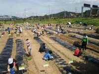 여수시 2012년도 도시민 체험농장 참가자 모집 2012년도 도시민 체험농장 참가자 모집