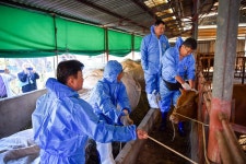 여수시, 소 사육농가 전체 럼피스킨병 백신접종 나서 - 여수시청 여수시, 소 사육농가 전체 럼피스킨병 백신접종 나서