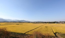제6경 삽교평야 < 예산10경 < 관광명소 < 예산군 문화관광  제6경 삽교평야 > 예산10경 > 관광명소 >