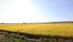 제6경 삽교평야 < 예산10경 < 관광명소 < 예산군 문화관광  제6경 삽교평야 > 예산10경 > 관광명소 >