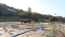오케이목장 < 휴양/레저 < 관광명소 < 예산군 문화관광  오케이목장 > 휴양/레저 > 관광명소 >