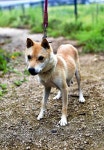 写真 : 読売新聞オンライン 山陰柴犬の成犬（北栄町で） : 写真 : 読売新聞オンライン