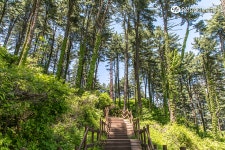 나에게 맑은 공기를 선물하는 시간! 가평 잣향기 푸른숲>SNS>뉴스 [FOR_REST] 지친 나에게 맑은 공기를 선물하는 시간! 가평 잣향기 푸른숲