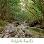 유한킴벌리>SNS>뉴스 랜선 숲탐방 제주 아름다운숲편 - 제주 머체왓숲길
