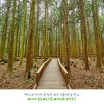 유한킴벌리>SNS>뉴스 랜선 숲탐방 제주 아름다운숲편 - 제주 사려니숲길