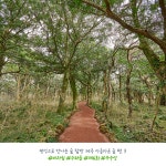 유한킴벌리>SNS>뉴스 랜선 숲탐방 제주 아름다운숲편 - 제주 비자림