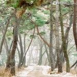 유한킴벌리>[우리동네 숲세권] 아산 봉곡사 소나무 숲길>SNS>뉴스 [우리동네 숲세권] 아산 봉곡사 소나무 숲길