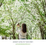 유한킴벌리>SNS>뉴스 [EVNET] 이팝나무 꽃의 유래는?
