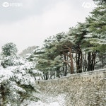 유한킴벌리>[핏-톤치드] 경기 광주 남한산성 소나무숲>SNS>뉴스 [핏-톤치드] 경기 광주 남한산성 소나무숲