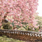 유한킴벌리>[숲과 우리의 공존] 전남 순천 선암사>SNS>뉴스 [숲과 우리의 공존]  전남 순천 선암사