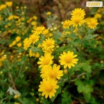 유한킴벌리>[우푸푸 식재도감] 산국 >SNS>뉴스 [우푸푸 식재도감] 산국 