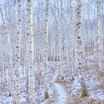 유한킴벌리>[핏톤치드] 인제 자작나무숲>SNS>뉴스 [핏톤치드] 인제 자작나무숲