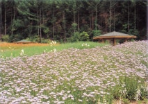 통합검색 - 영양문화관광 통합검색