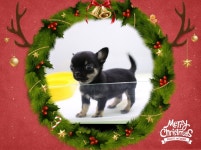 강아지분양 치와와 분양, 강아지분양포털 주세요닷컴 No1138142