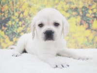 강아지분양 라브라도 리트리버 분양, 강아지분양포털 주세요닷컴 No1143213