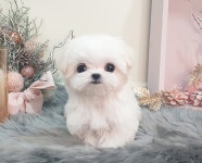 강아지분양 말티즈 분양, 강아지분양포털 주세요닷컴 No1142909