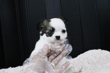 강아지분양 치와와 분양, 강아지분양포털 주세요닷컴 No1146437