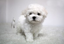 강아지분양 비숑프리제 분양, 강아지분양포털 주세요닷컴 No1148654