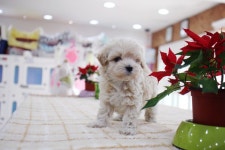 강아지분양 말티푸 분양, 강아지분양포털 주세요닷컴 No1154916