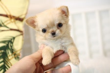 강아지분양 치와와 분양, 강아지분양포털 주세요닷컴 No1159386