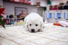 강아지분양 골든리트리버 분양, 강아지분양포털 주세요닷컴 No1159489