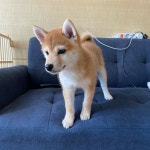 강아지분양 시바견 분양, 강아지분양포털 주세요닷컴 No1159990