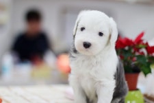 강아지분양 올드 잉글리쉬 쉽독 분양, 강아지분양포털 주세요닷컴 No1162904