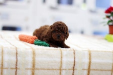 강아지분양 토이푸들 분양, 강아지분양포털 주세요닷컴 No1171199