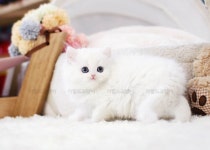 톰앤캣광명고양이분양 | 고양이분양 페르시안 분양, 고양이분양포털 주세요닷컴 No1166492