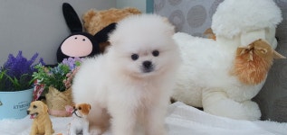 강아지분양 포메라니안 분양, 강아지분양포털 주세요닷컴 No1166049
