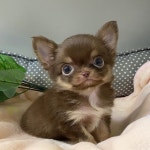 강아지분양 치와와 분양, 강아지분양포털 주세요닷컴 No1166767