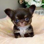 강아지분양 치와와 분양, 강아지분양포털 주세요닷컴 No1174435