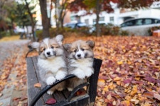 강아지분양 책임분양 분양, 강아지분양포털 주세요닷컴 No1182603